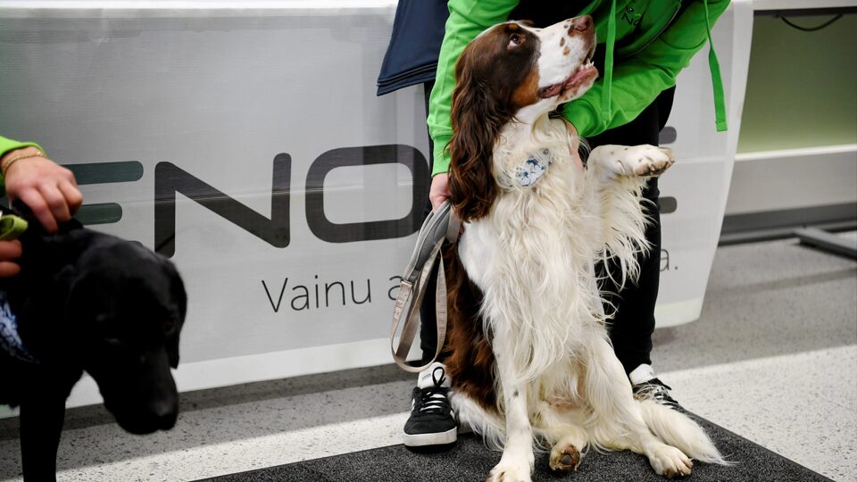 Koronayı koklayarak buldular!