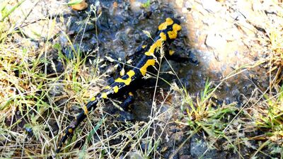 Amanoslar'da görüldü... Sakın zarar vermeyin!