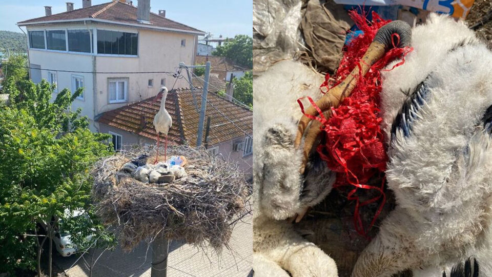 Yaren leyleğin yavruları için seferberlik