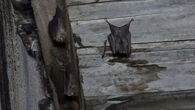 Korkutan araştırma: Sadece buzdağının görülen kısmı