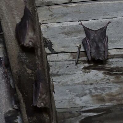 Korkutan araştırma: Sadece buzdağının görülen kısmı