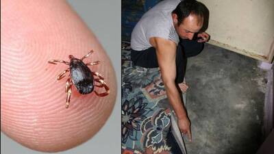 Bingöl'de de öldürdü! Vaka sayıları artıyor