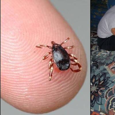 Bingöl'de de öldürdü! Vaka sayıları artıyor