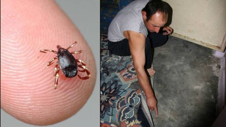 Bingöl'de de öldürdü! Vaka sayıları artıyor