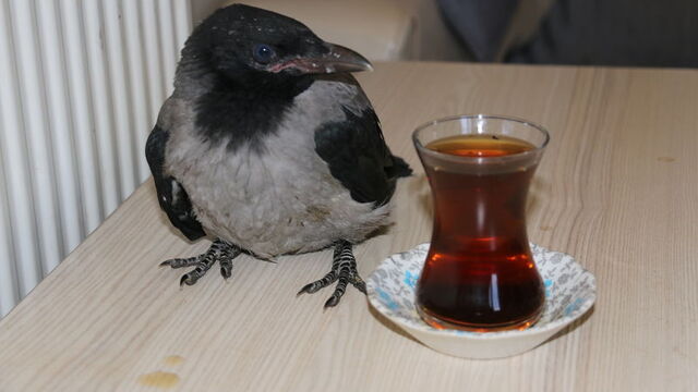 Kahvaltı yapıp çay içiyor... Şaşırtan manzara!