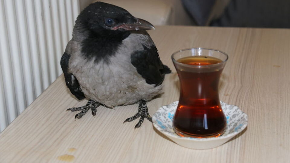 Kahvaltı yapıp çay içiyor... Şaşırtan manzara!