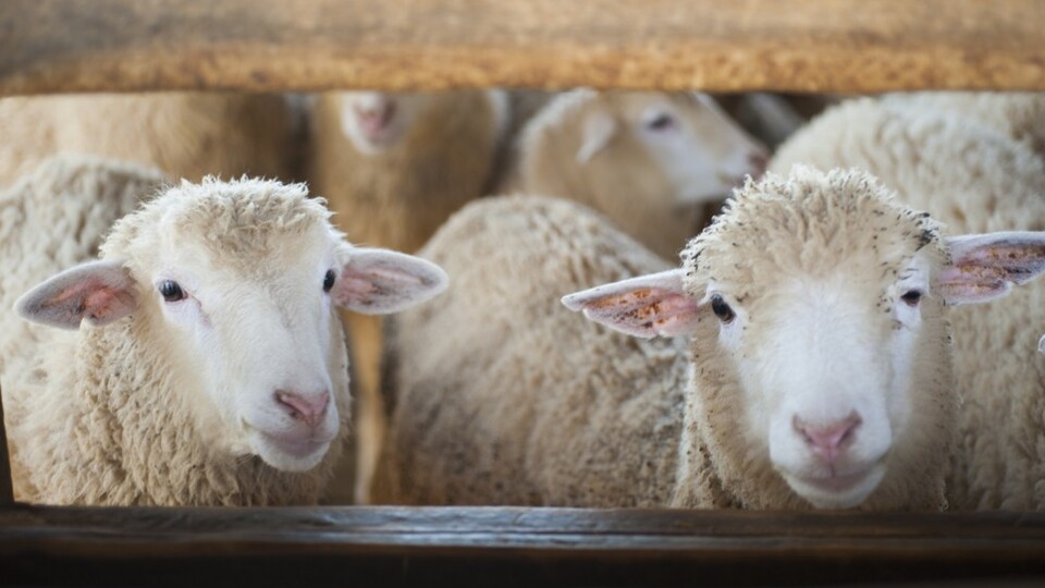 Kurban Bayramı ne zaman başlıyor?