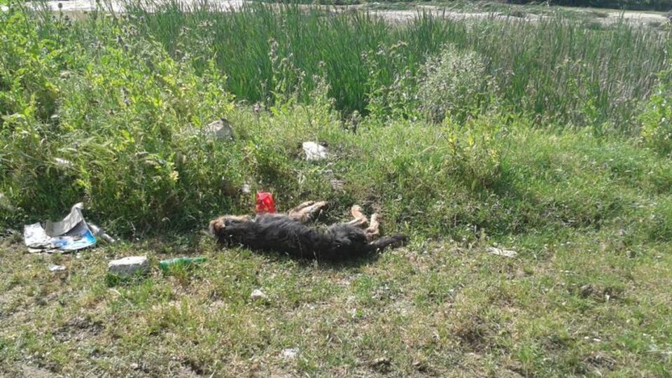 Sokak köpeği çuval içinde katledildi