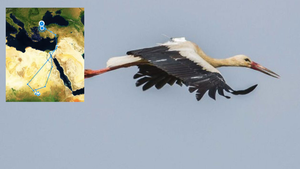 10 bin 800 kilometre uçtu, Bursa'ya vardı