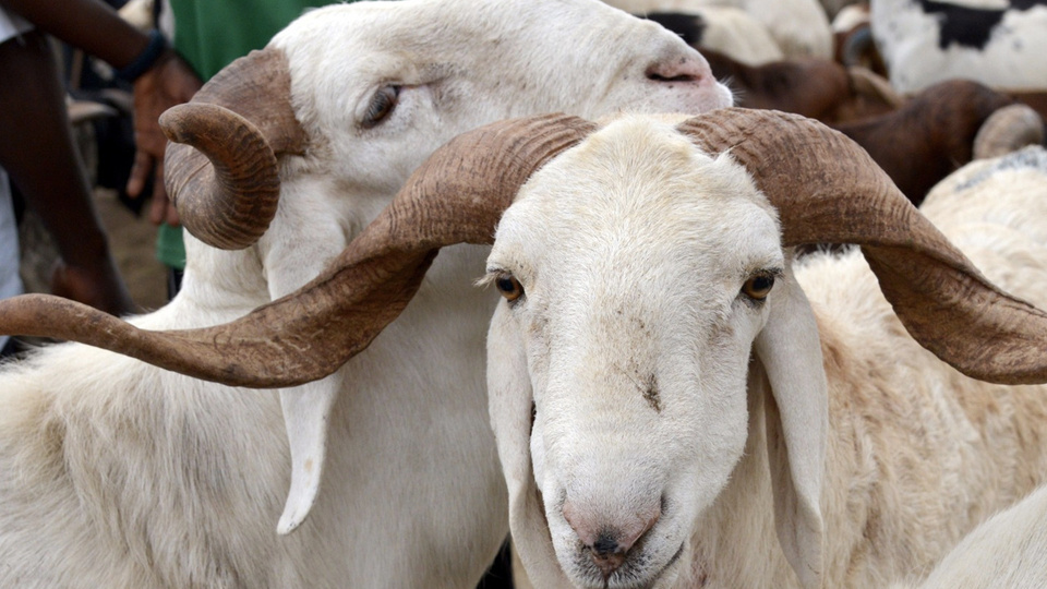 2021 Kurban Bayramı ne zaman?