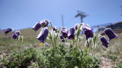 Palandöken Dağı mor ters lalelerle renklendi