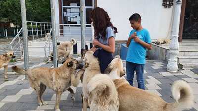 İlçe ilçe gezip, sokak hayvanlarını beslediler
