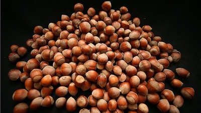 İşte fındıkta rekolte beklentisi