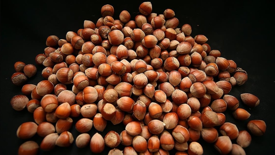 İşte fındıkta rekolte beklentisi