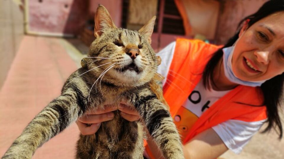 Engelli kedilere annelik yapıyor