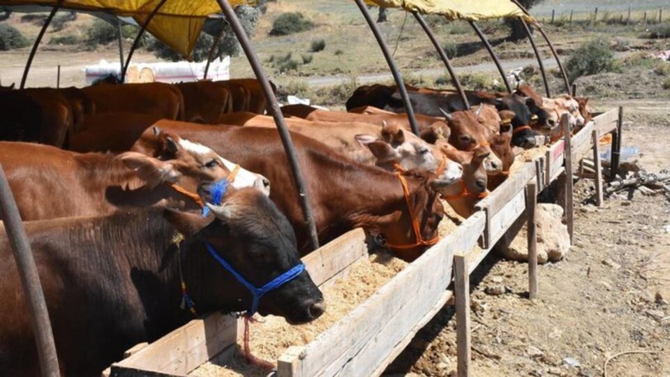 Kurbanlık fiyatları 2021'de ne kadar?