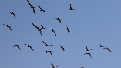 Hatay'da tespit edildi! 200'e yakın...