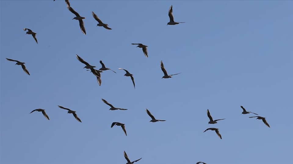 Hatay'da tespit edildi! 200'e yakın...