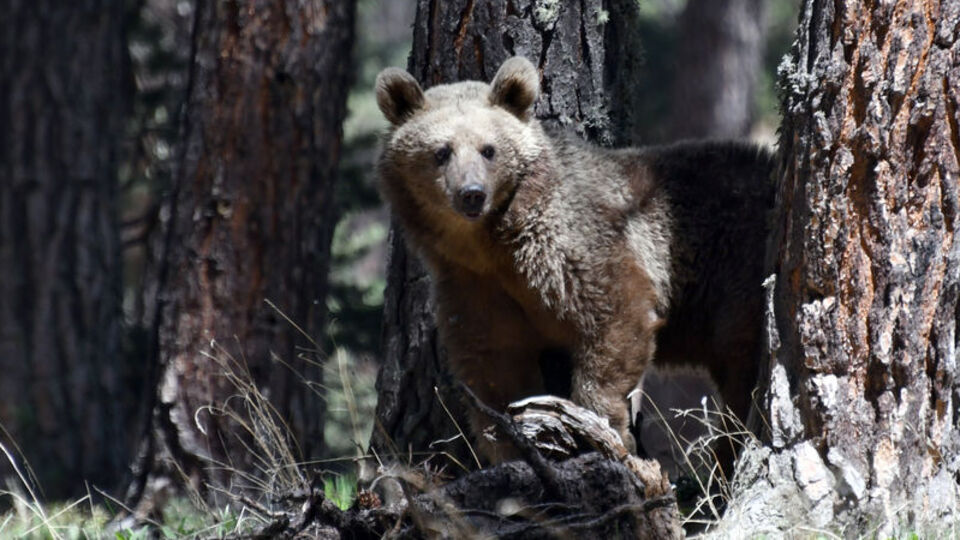 Bozayı çobana saldırdı