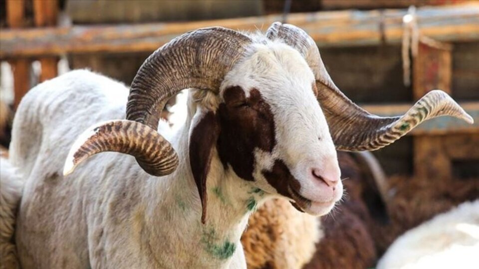 Kurbanlık fiyatları ne kadar 2021?