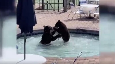 Sevimli ayılar havuz partisini bastı