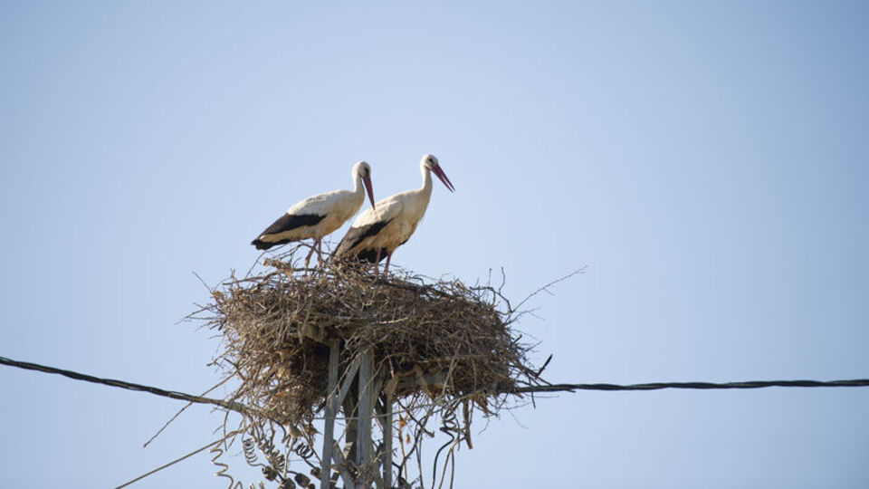 Yıllardır aynı direğe yuva yapıyorlar