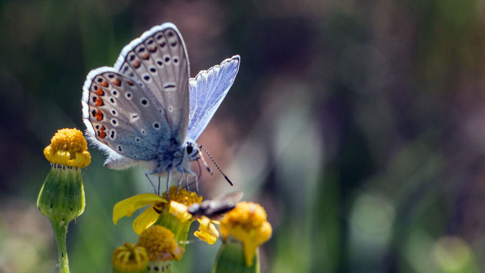 Beyşehir Gölü ve çevresinde kaydedildi