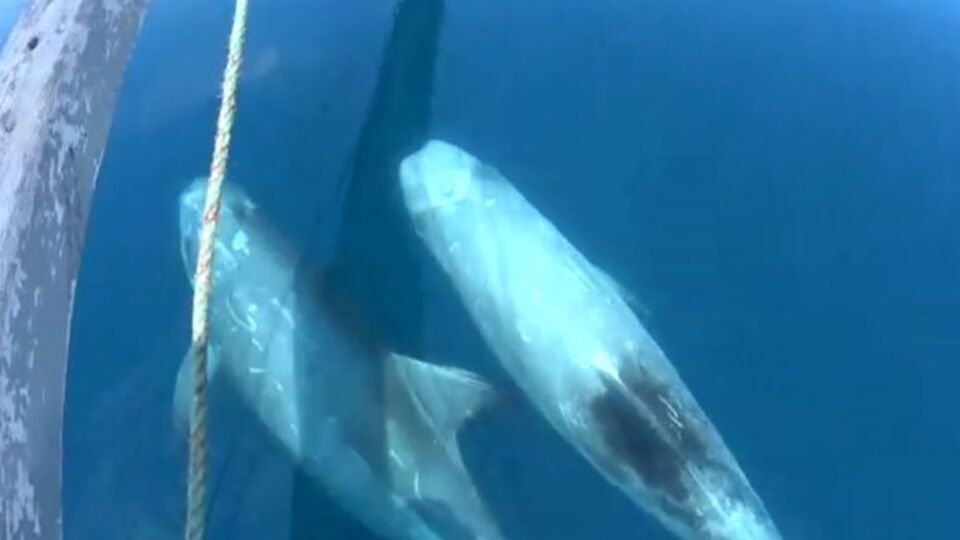 Boz yunuslar Gökçeada'da kendini gösterdi