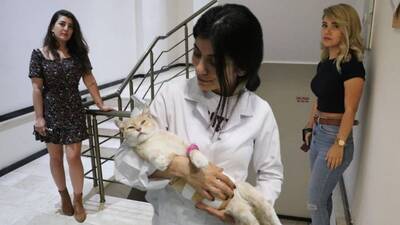 İğrenç şüphe! Yaralı bulunan kedi tedavide