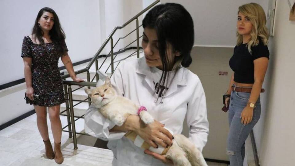 İğrenç şüphe! Yaralı bulunan kedi tedavide