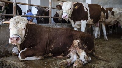 2021 kurbanlık fiyatları ne kadar olacak?