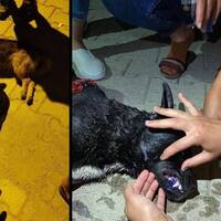 Vicdansızlar 5'ini de zehirledi!