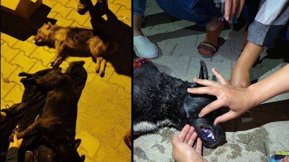 Vicdansızlar 5'ini de zehirledi!