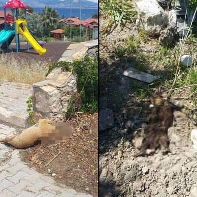 Korkunç vahşet! Başını kesilmiş