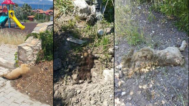 Korkunç vahşet! Başını kesilmiş
