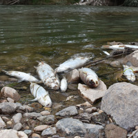 Kızılırmak'ta feci olay! İnceleme başlatıldı