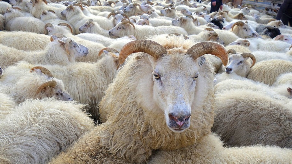 Kurban Bayramı ne zaman?