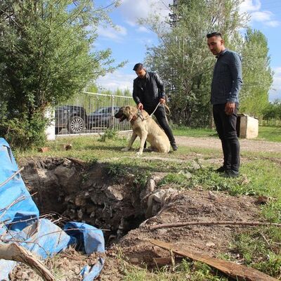 Bir an olsun yanından ayrılmadı! 'Kangal'ın merhameti