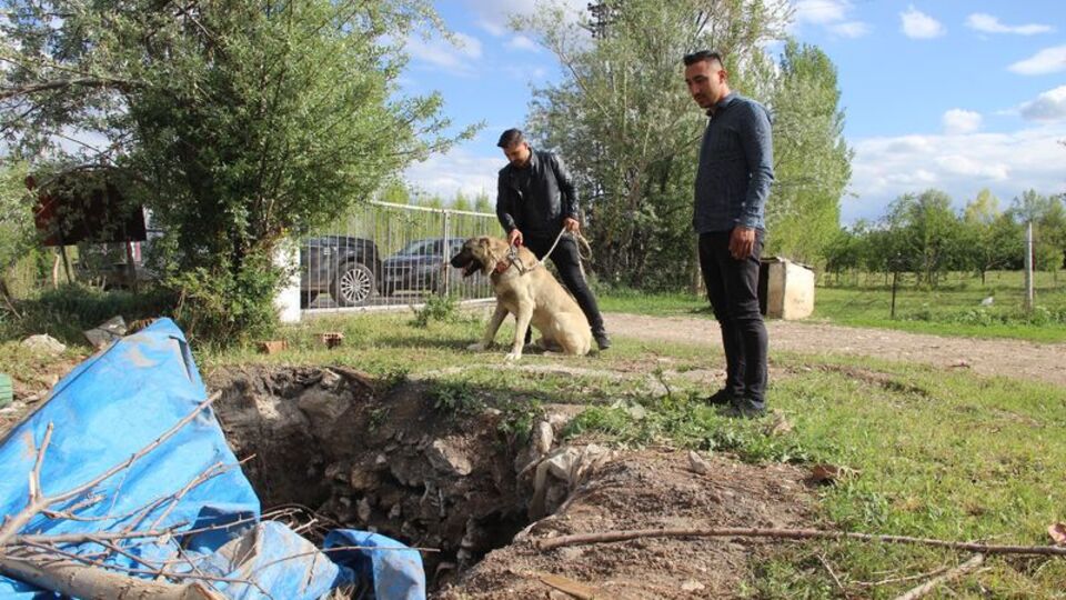 Bir an olsun yanından ayrılmadı! 'Kangal'ın merhameti