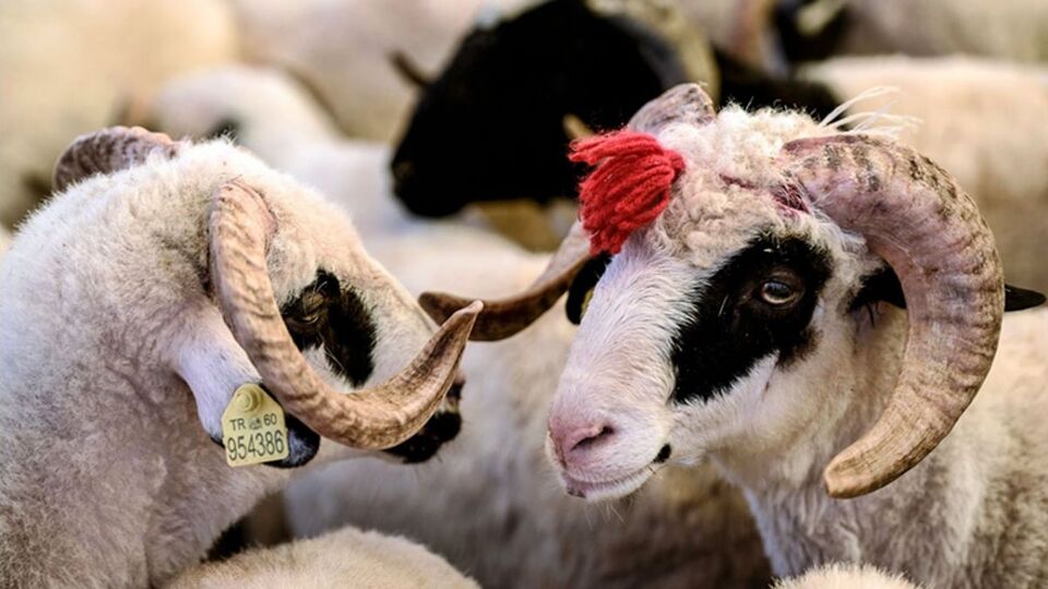 Kurban Bayramı ne zaman?