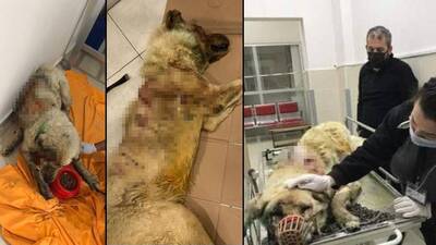 Kan donduran canilik!