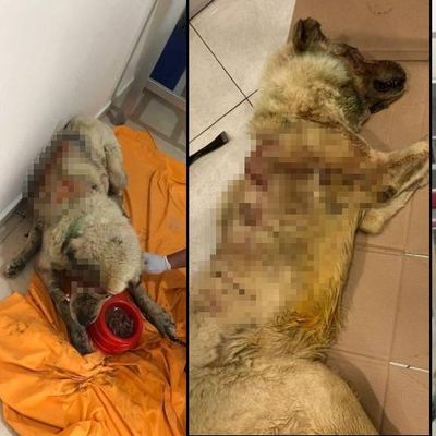 Kan donduran canilik!