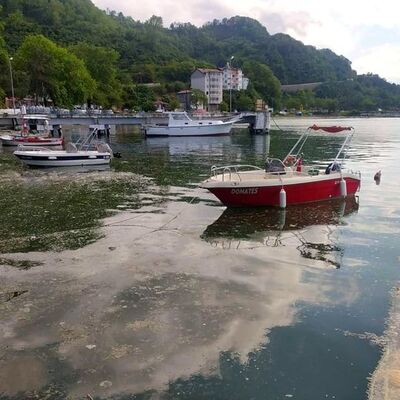 Karadeniz'de de görüldü! Korkutan alarm!