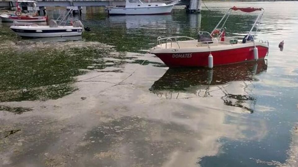 Karadeniz'de de görüldü! Korkutan alarm!