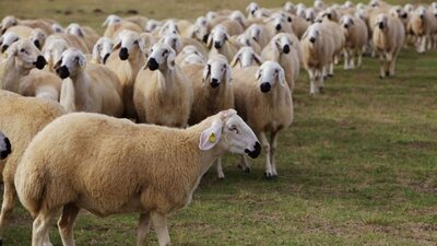 Hayvancılık teşvik ödemeleri bu hafta başlıyor!