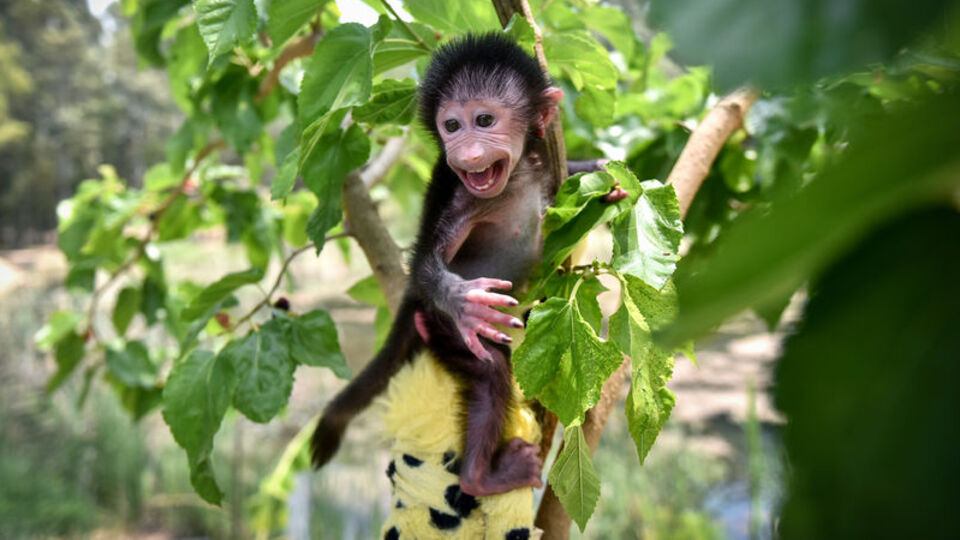 Küvözde büyütüldü! Oyuncağını yanından ayırmıyor