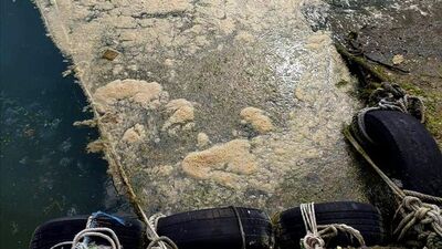 Deniz Salyası nedir?