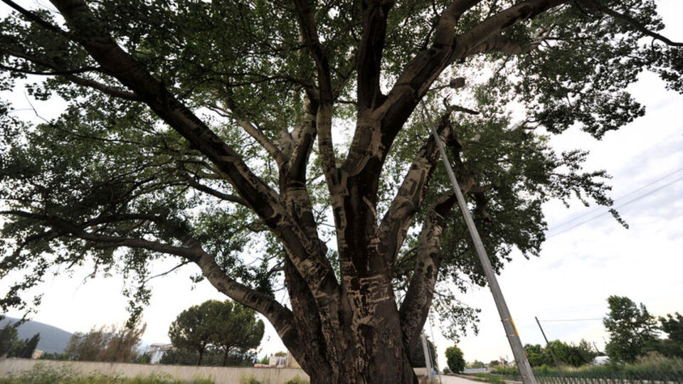 Görenler şaşırıyor! Sembol haline geldi