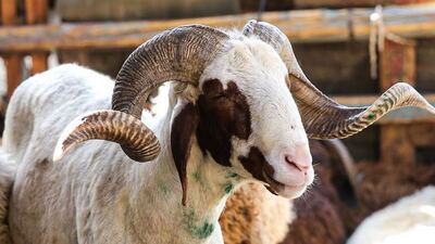 Kurban Bayramı ne zaman?