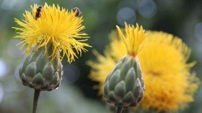 Koparan yandı... Cezası dudak uçuklatıyor